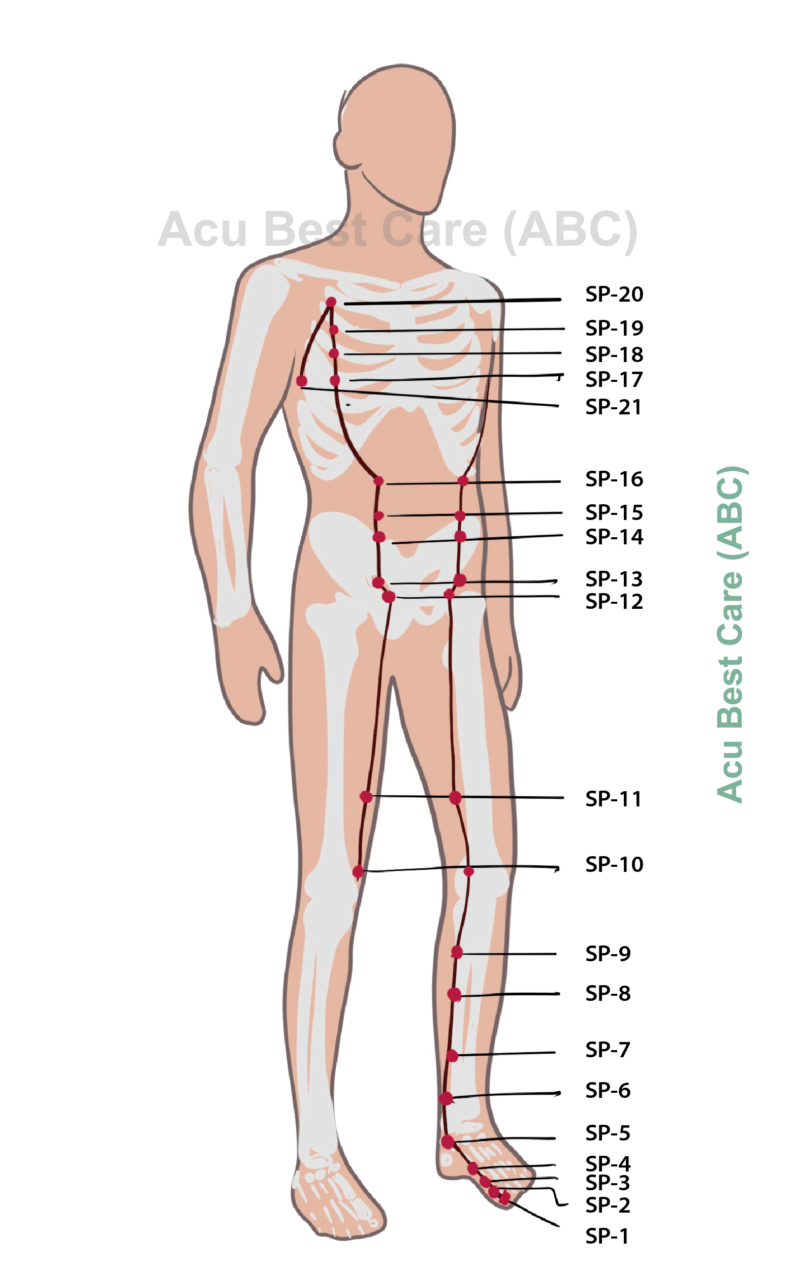 Acubestcare organ SPLEEN
