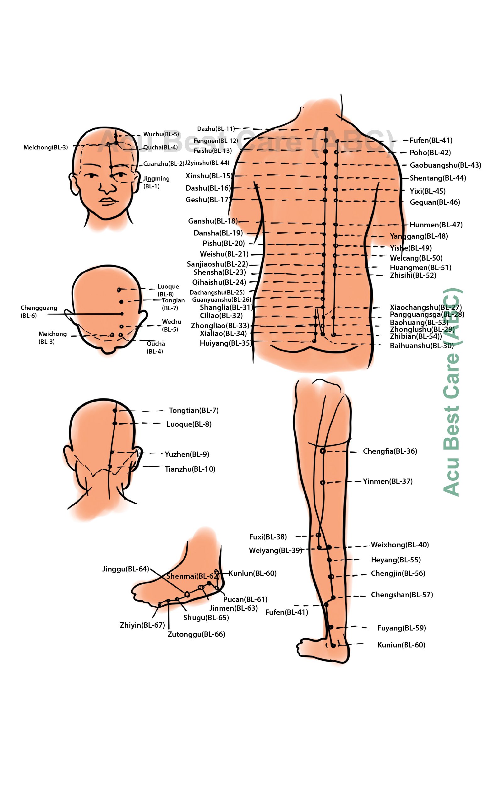 AcuBestCare | Meridians